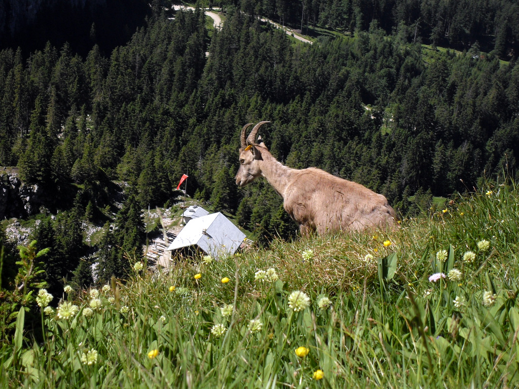Wanderung von Pflach zum Säuling