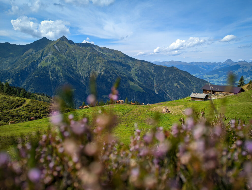 Malerische Almwiese mit Almhütte und weidenden Pferden am Aufstieg zum Zwölferkogel, umgeben von grünen Bergen.