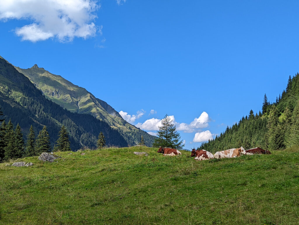 Kühe liegen entspannt auf einer grünen Bergwiese mit Wald und Bergen im Hintergrund.