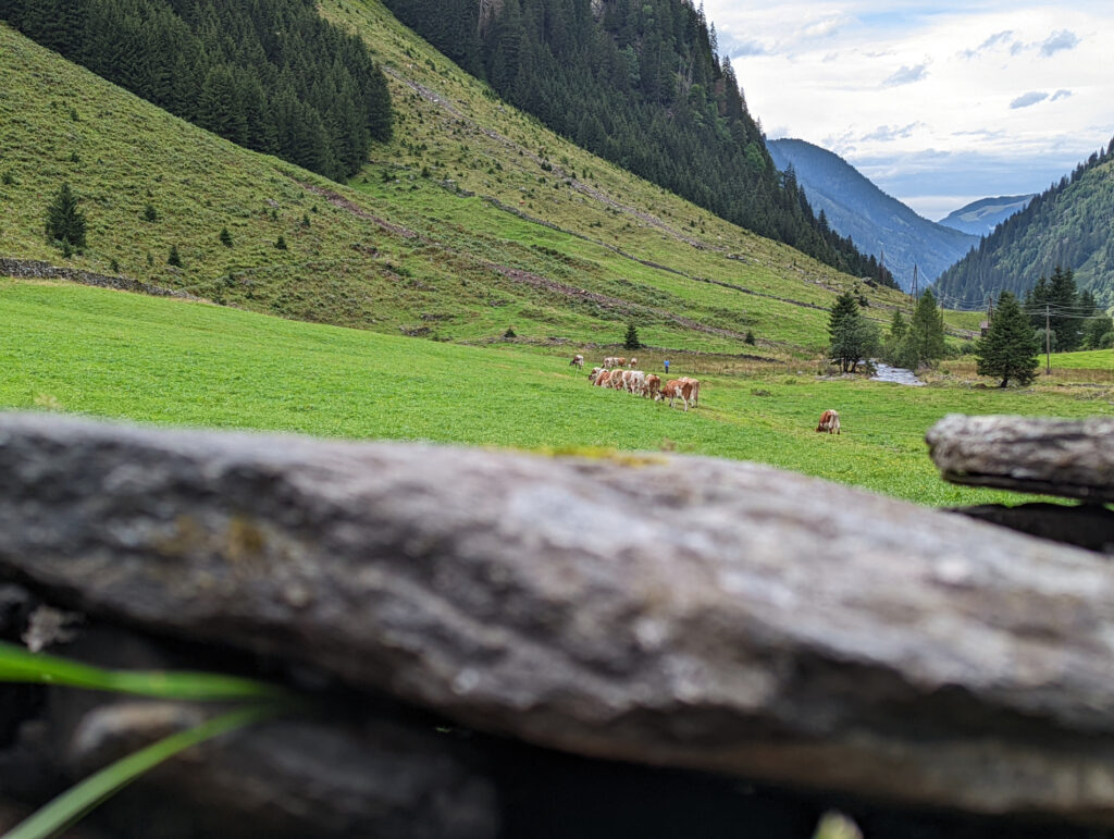Kuhherde auf der grünen Weide der Wageralm im Felbertal.