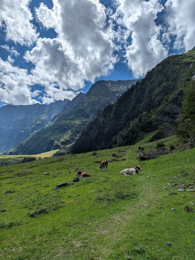 Weitblick über eine grüne Almwiese mit Kühen und majestätischen Bergen im Nationalpark Hohe Tauern, wie man ihn im Familienurlaub genießen kann.