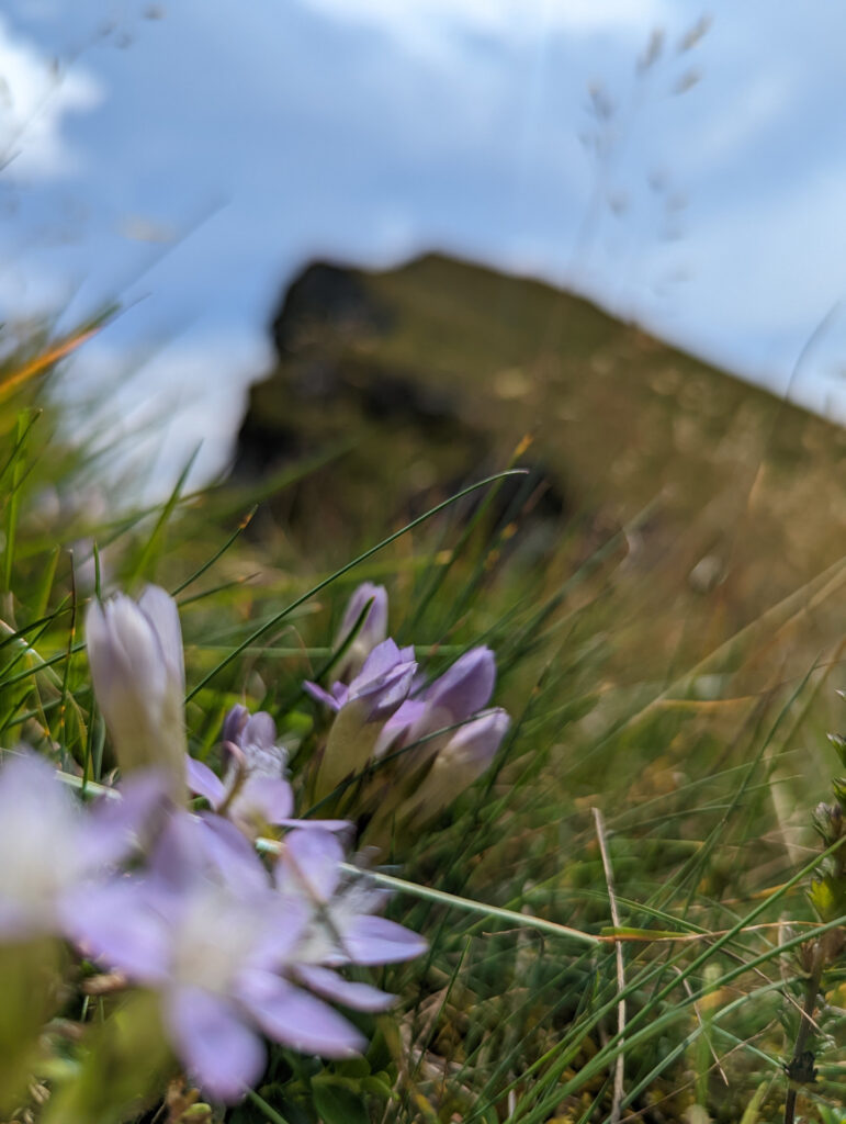 Nahaufnahme von lila Blumen im Gras, mit unscharfem Berg im Hintergrund, Symbol für die Flora beim Wanderurlaub.