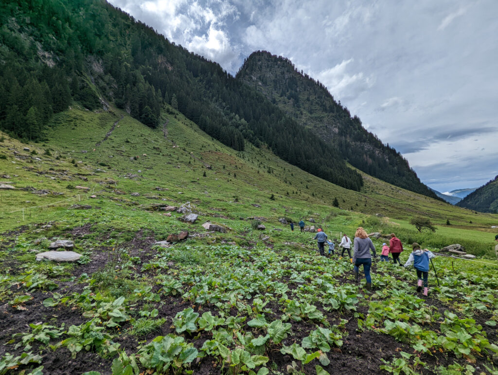 Familie auf dem Weg zu den Kühen auf der Wageralm im Felbertal während des Familienurlaubs.